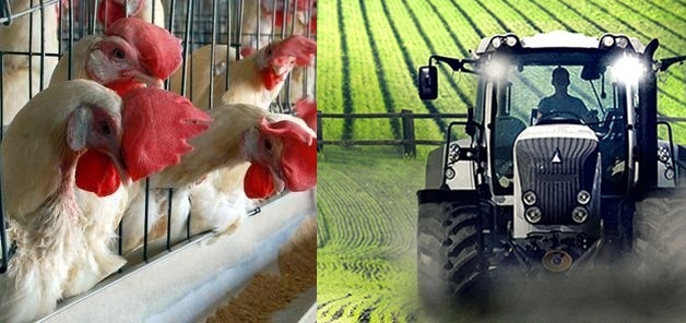 Livestock & Agriculture